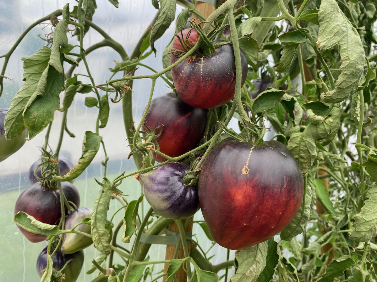 Schwarzes Ochsenherz