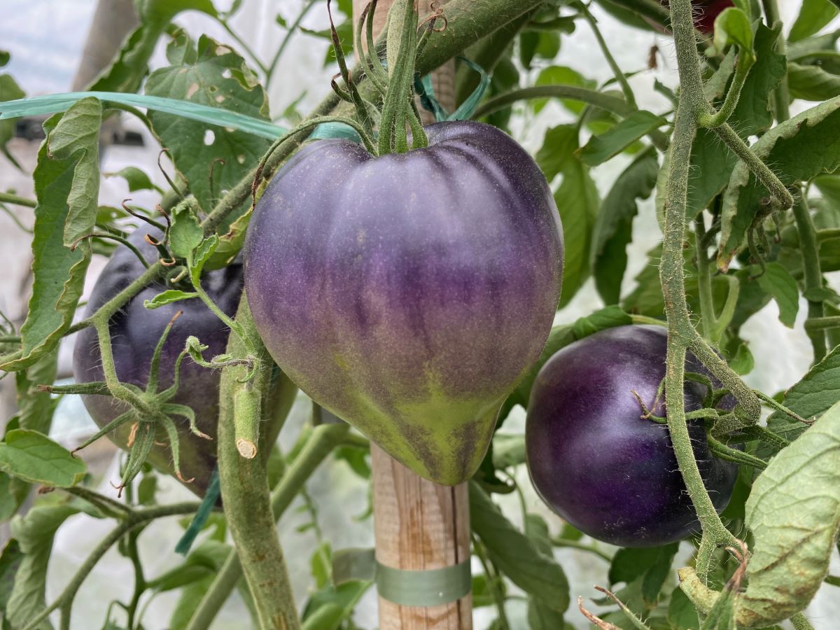 Schwarzes Ochsenherz