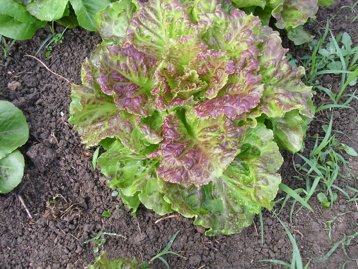 Alphange à Graine Noire