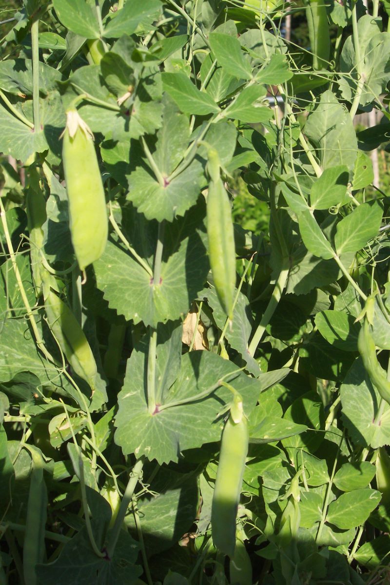 Petit Pois Revermont