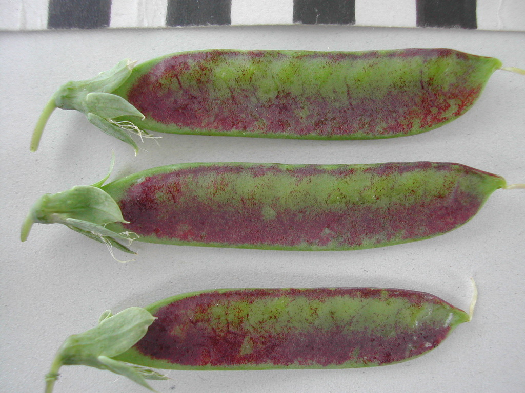 Petit Pois Revermont