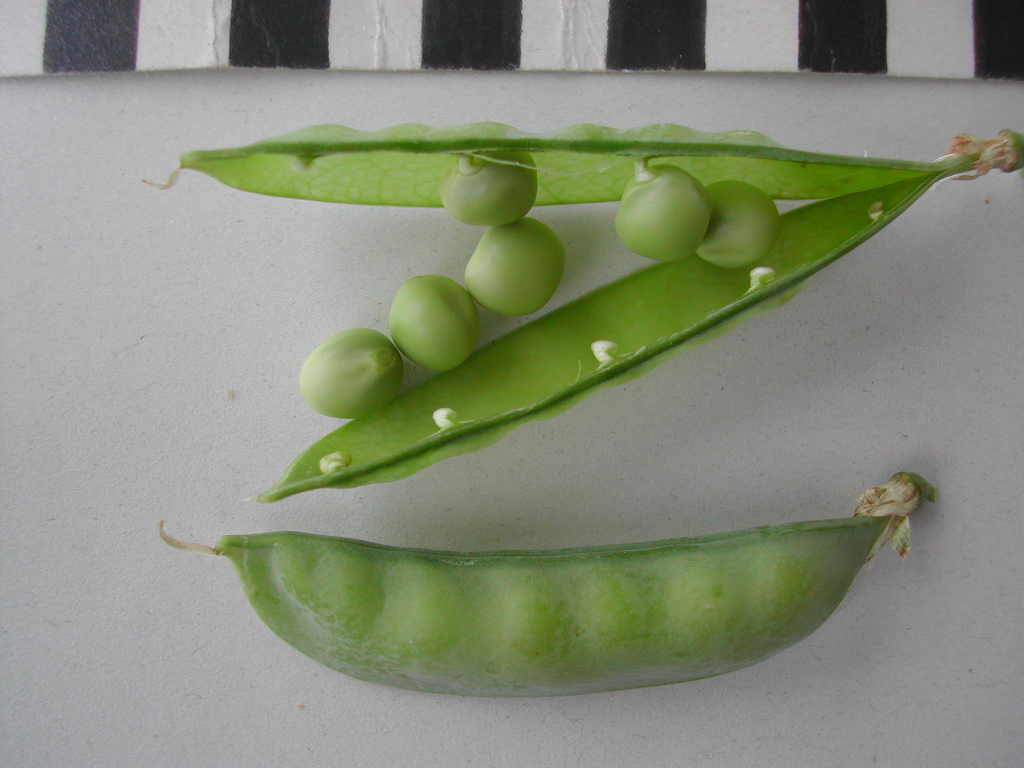 Petit Pois Revermont