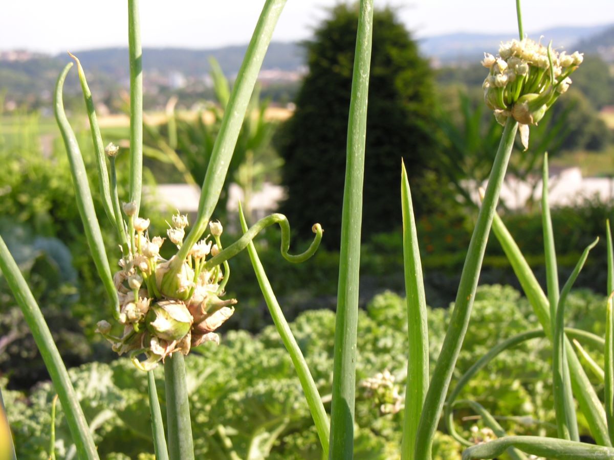 Zwiebelröhrli