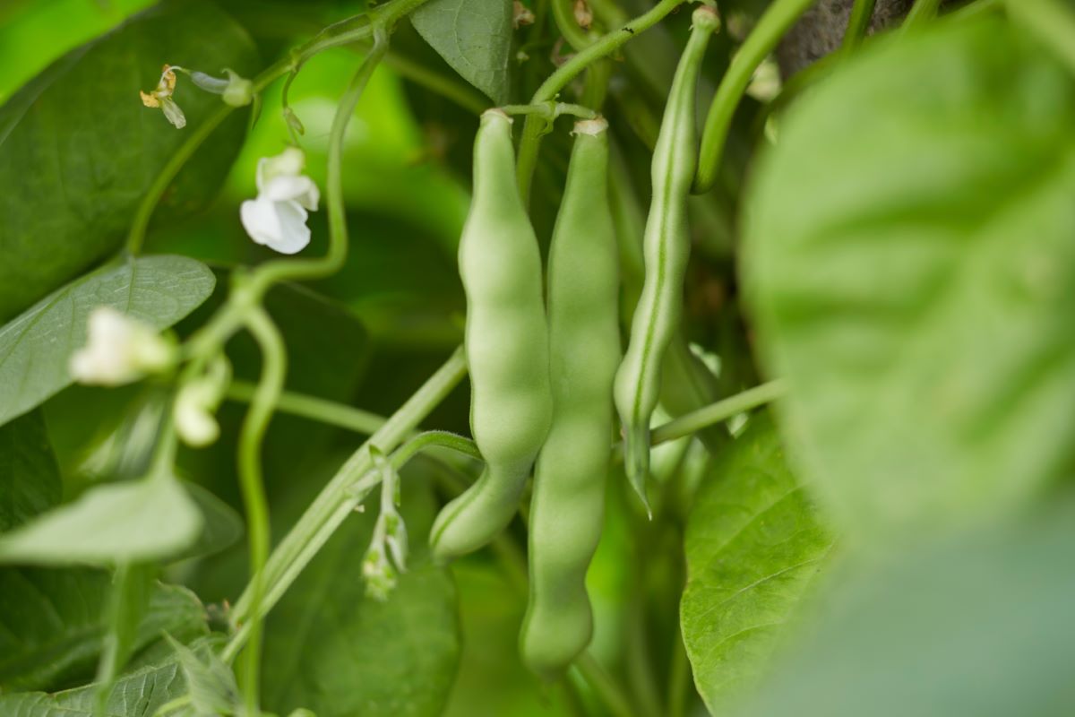 Pea Bean