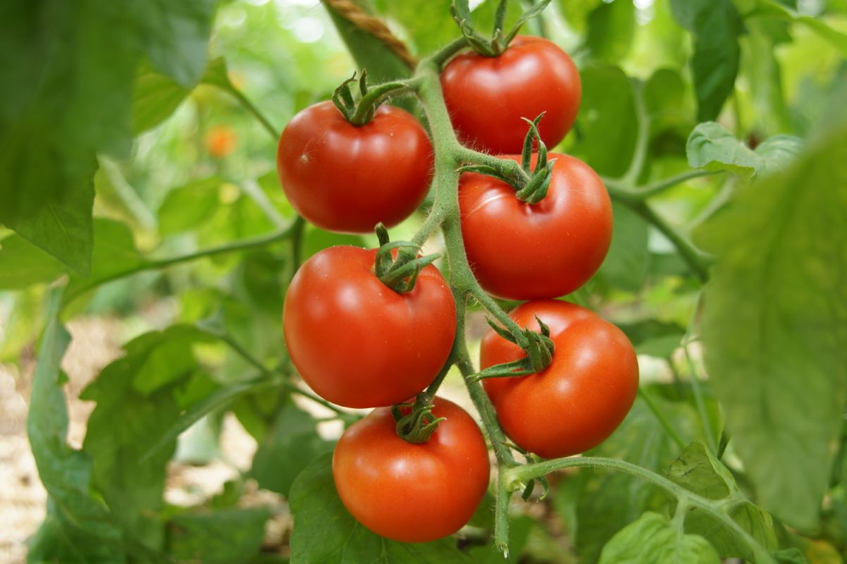 Merveille des Marchés