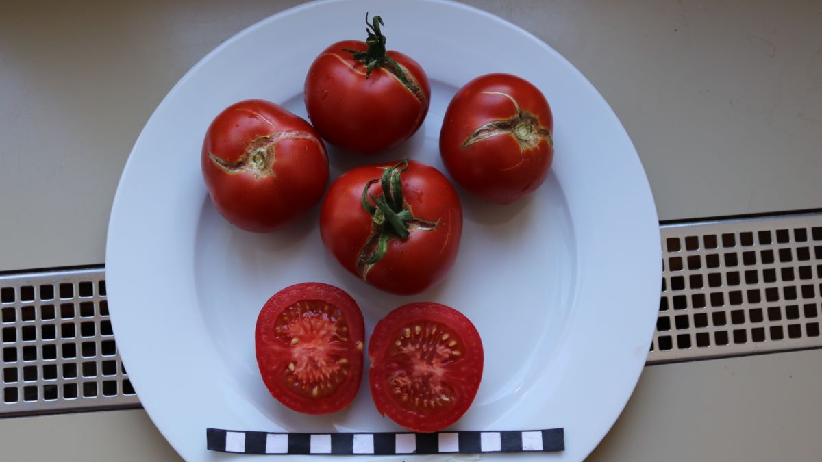 Merveille des Marchés