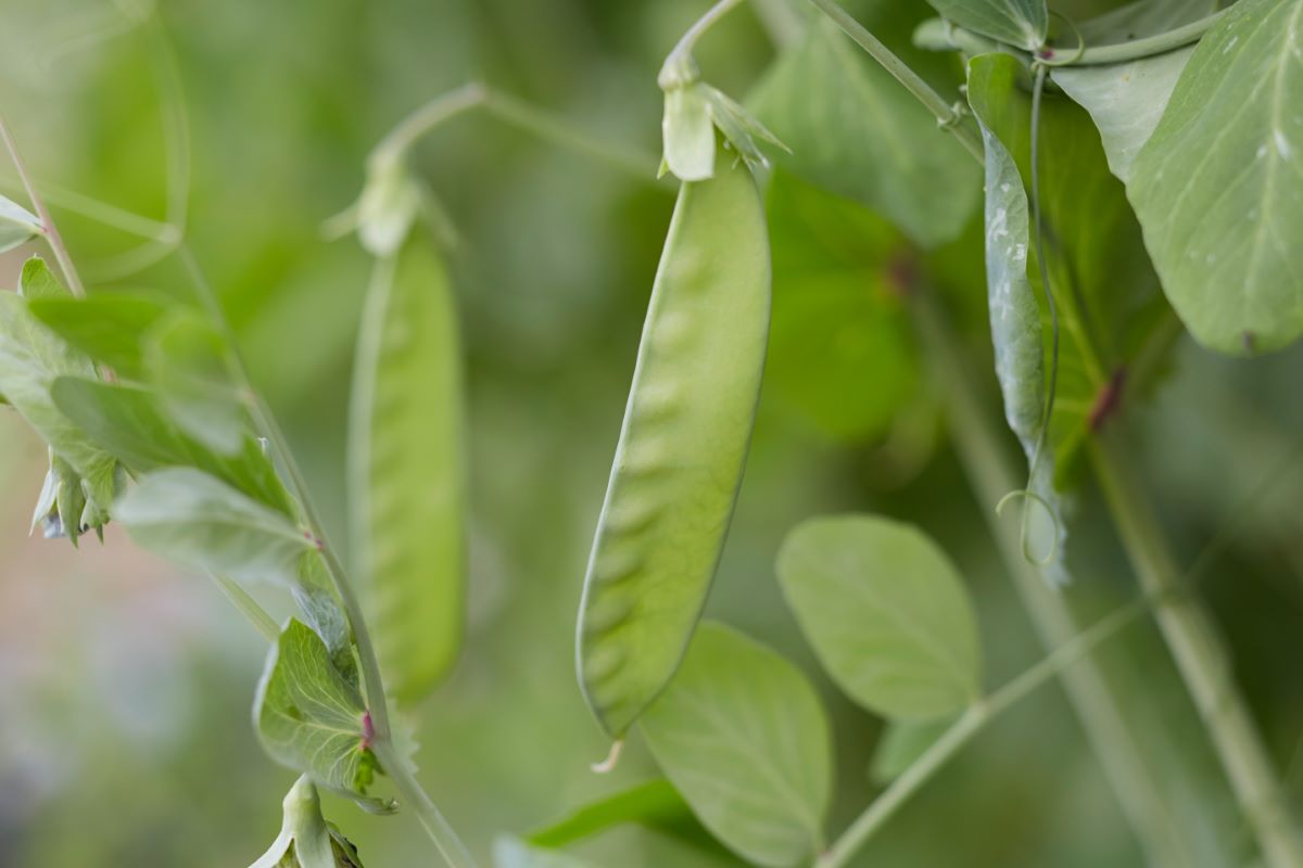 Mangetout d’Hiver Frieda Welten