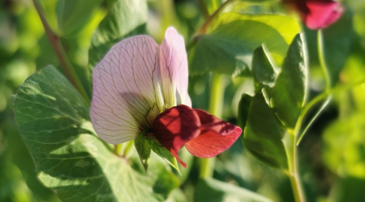 Mangetout d’Hiver Frieda Welten