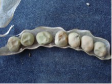 Mangetout d’Hiver Frieda Welten