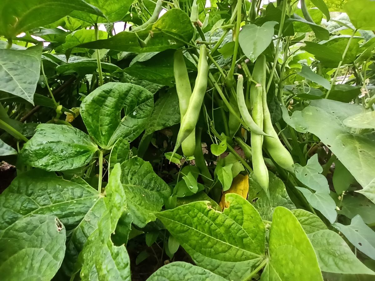 Mooriemer Suppenbohne