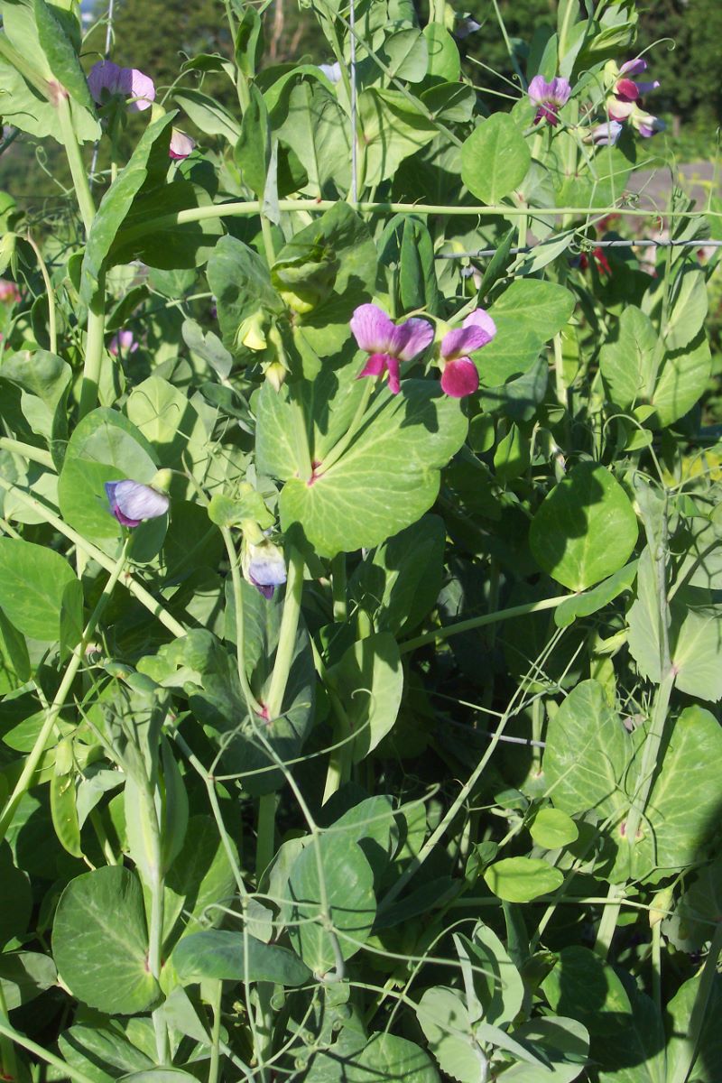 Della Prussia Orientale