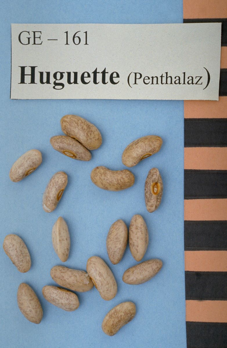 Huguette