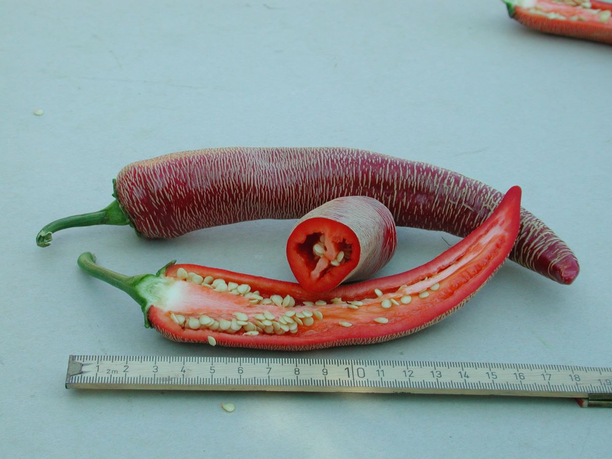 Elefantenrüssel Rot