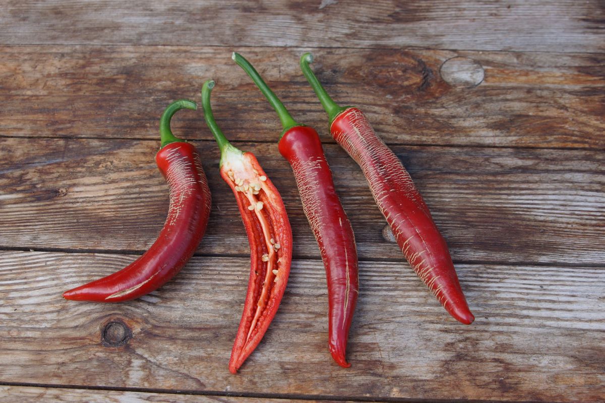 Elefantenrüssel Rot