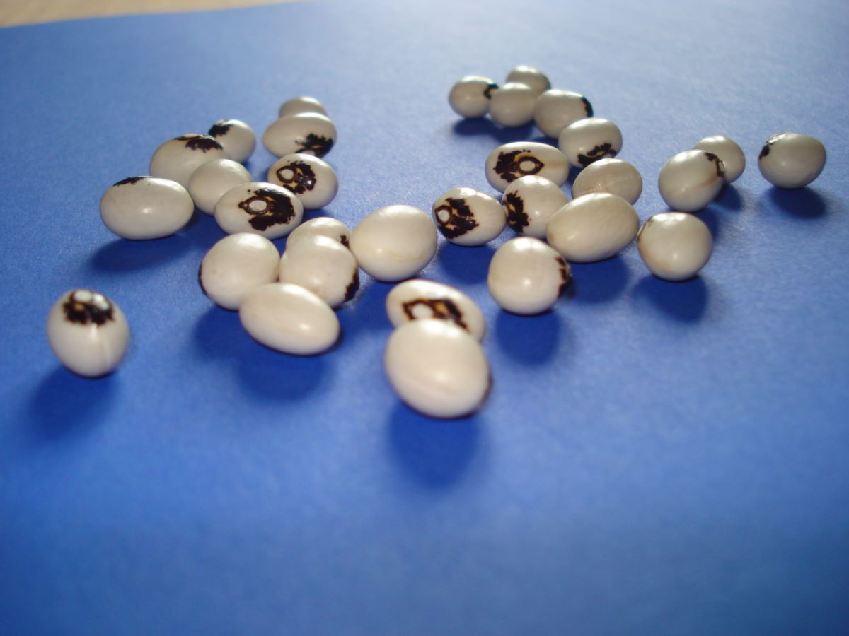 Monstranzbohne Niederlenz