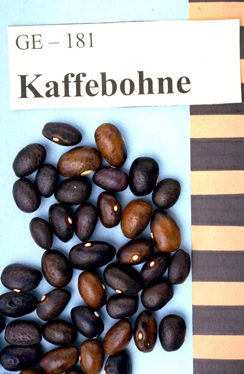 Kaffeebohne