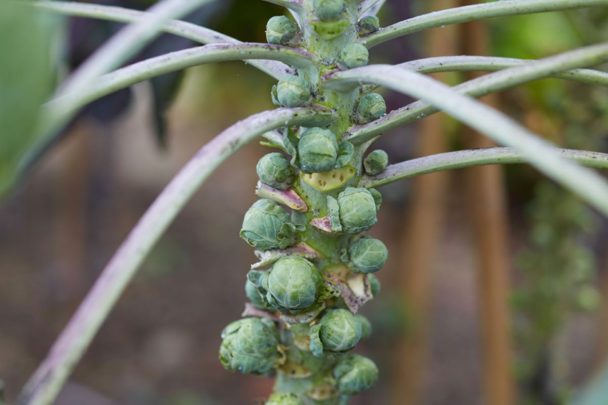 Long Island Improved