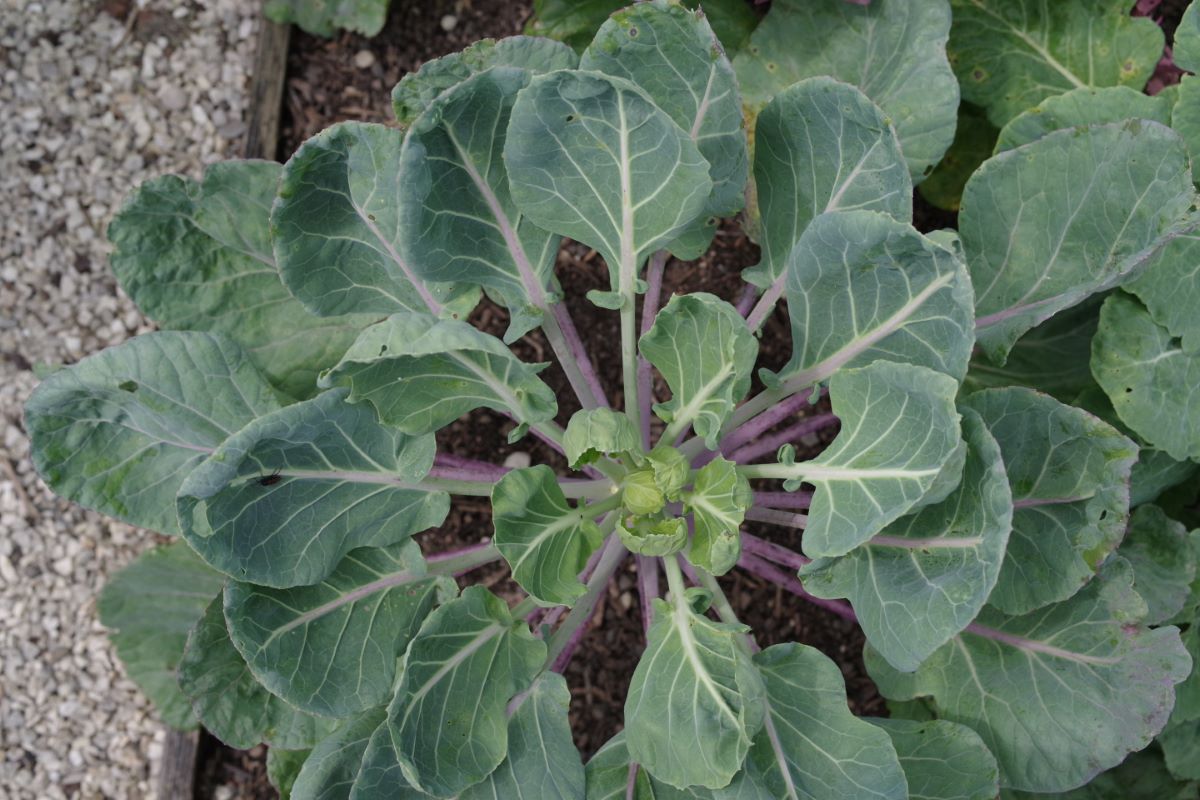 Long Island Improved