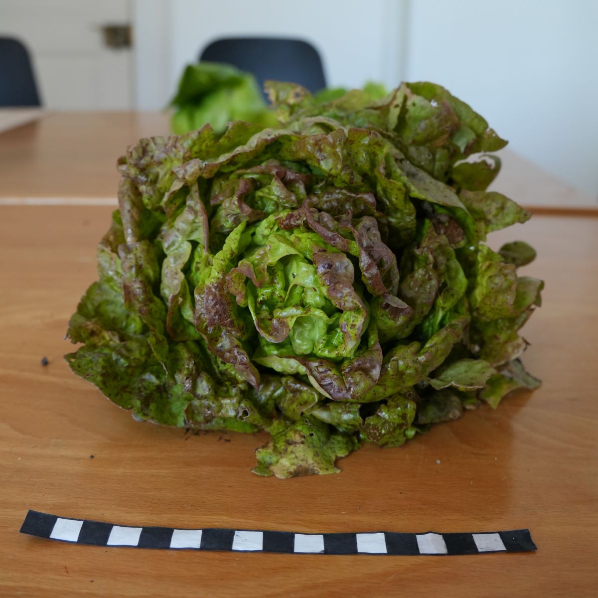 Queue de Truite Bigarée