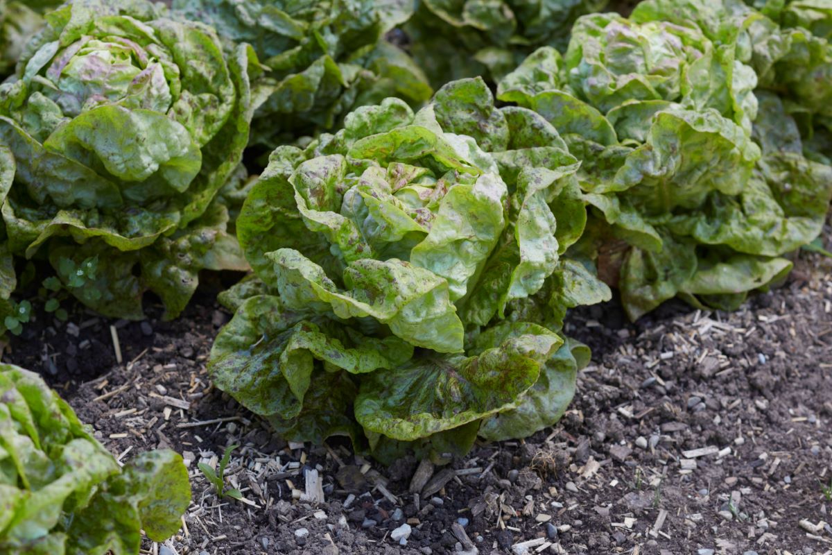 Queue de Truite Bigarée