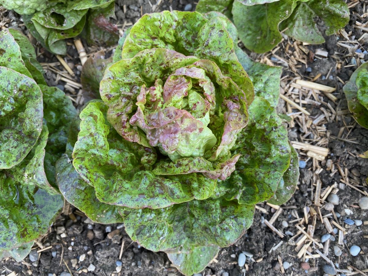 Queue de Truite Bigarée