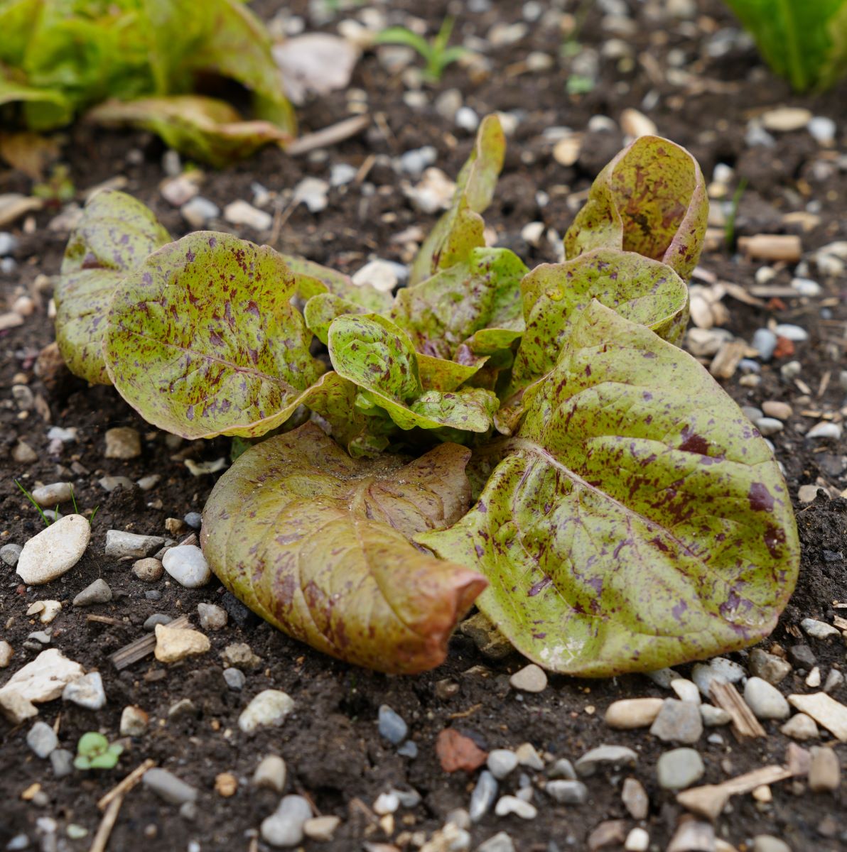 Queue de Truite Bigarée