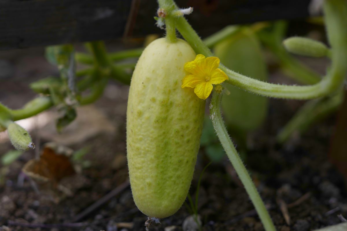 White Wonder Chiltern