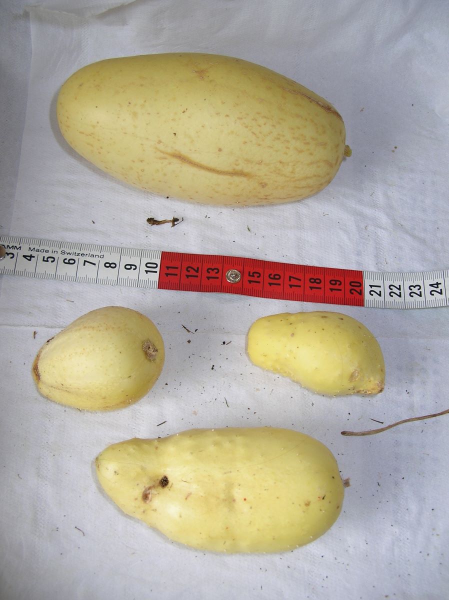 White Wonder Chiltern