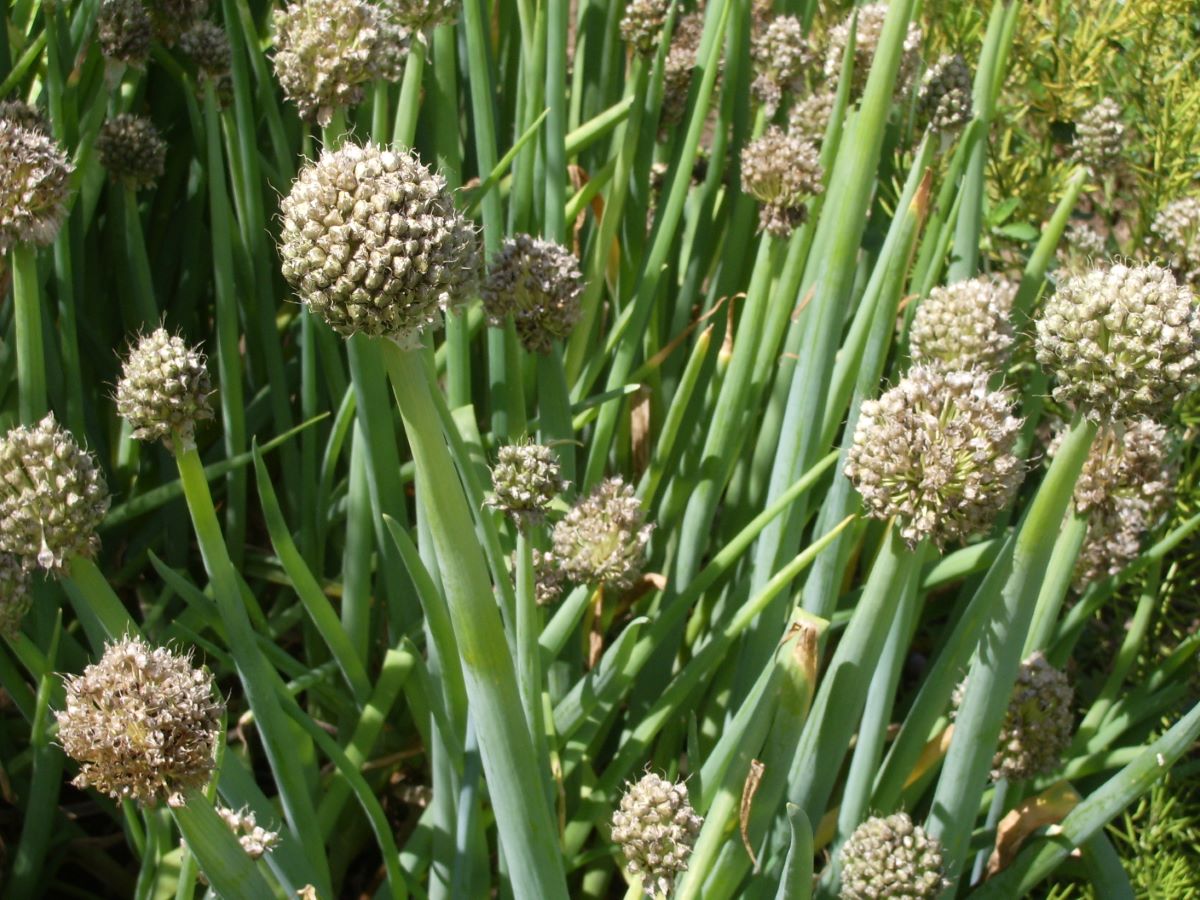 Cipoletta S. Giacomo