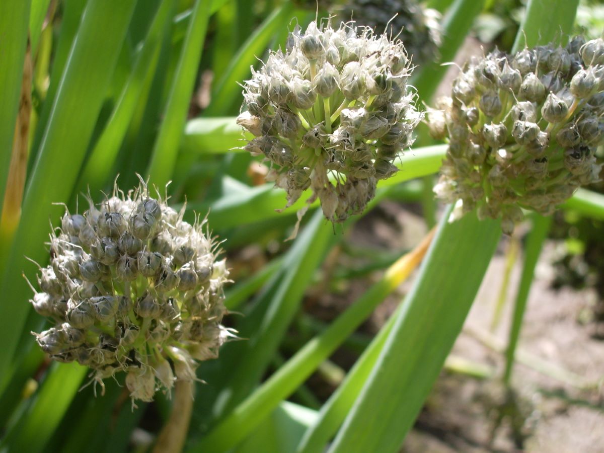 Cipoletta S. Giacomo