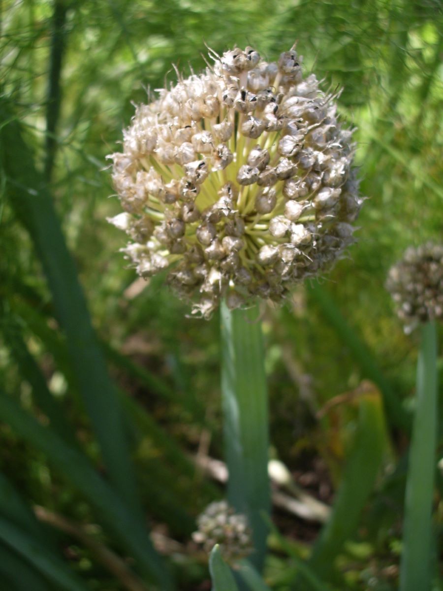 Cipoletta S. Giacomo