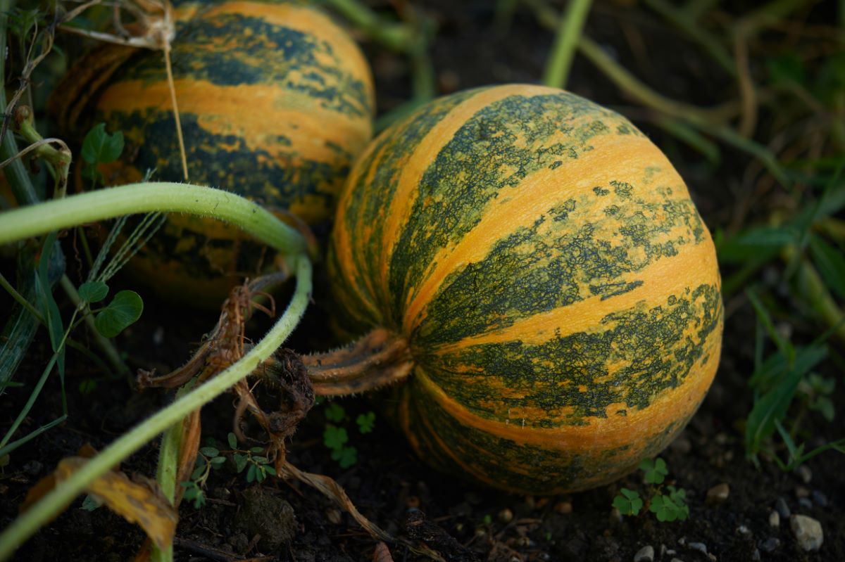 Zucca oleosa di Gleisdorf