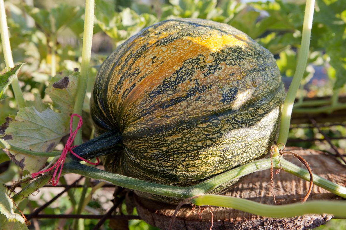 Zucca oleosa di Gleisdorf