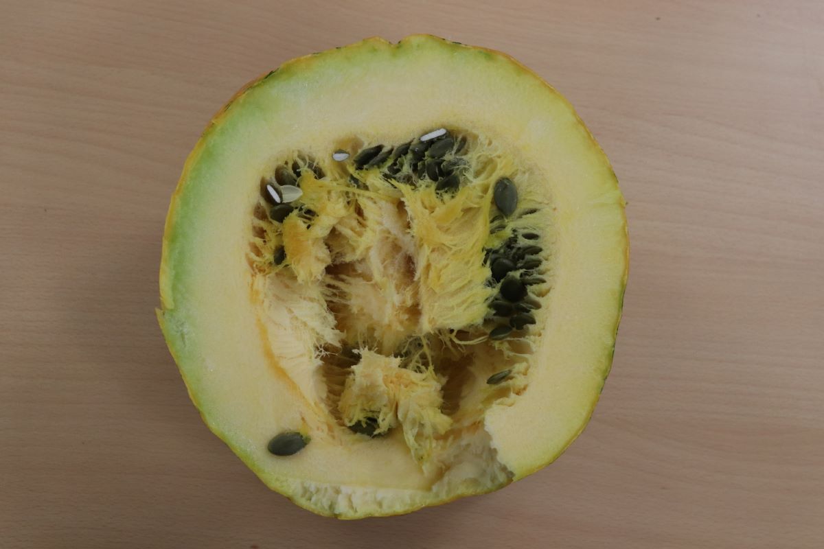 Zucca oleosa di Gleisdorf