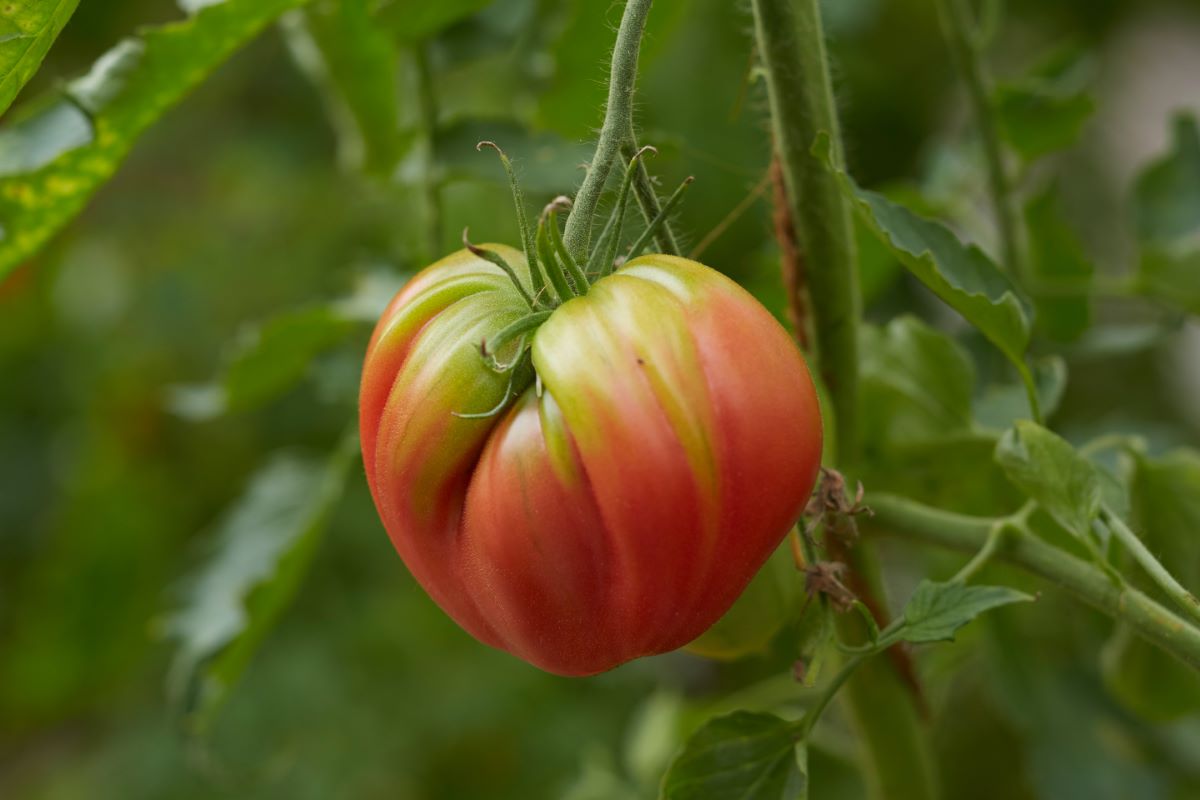 Rosa di Berna a forma di cuore Liechtenstein