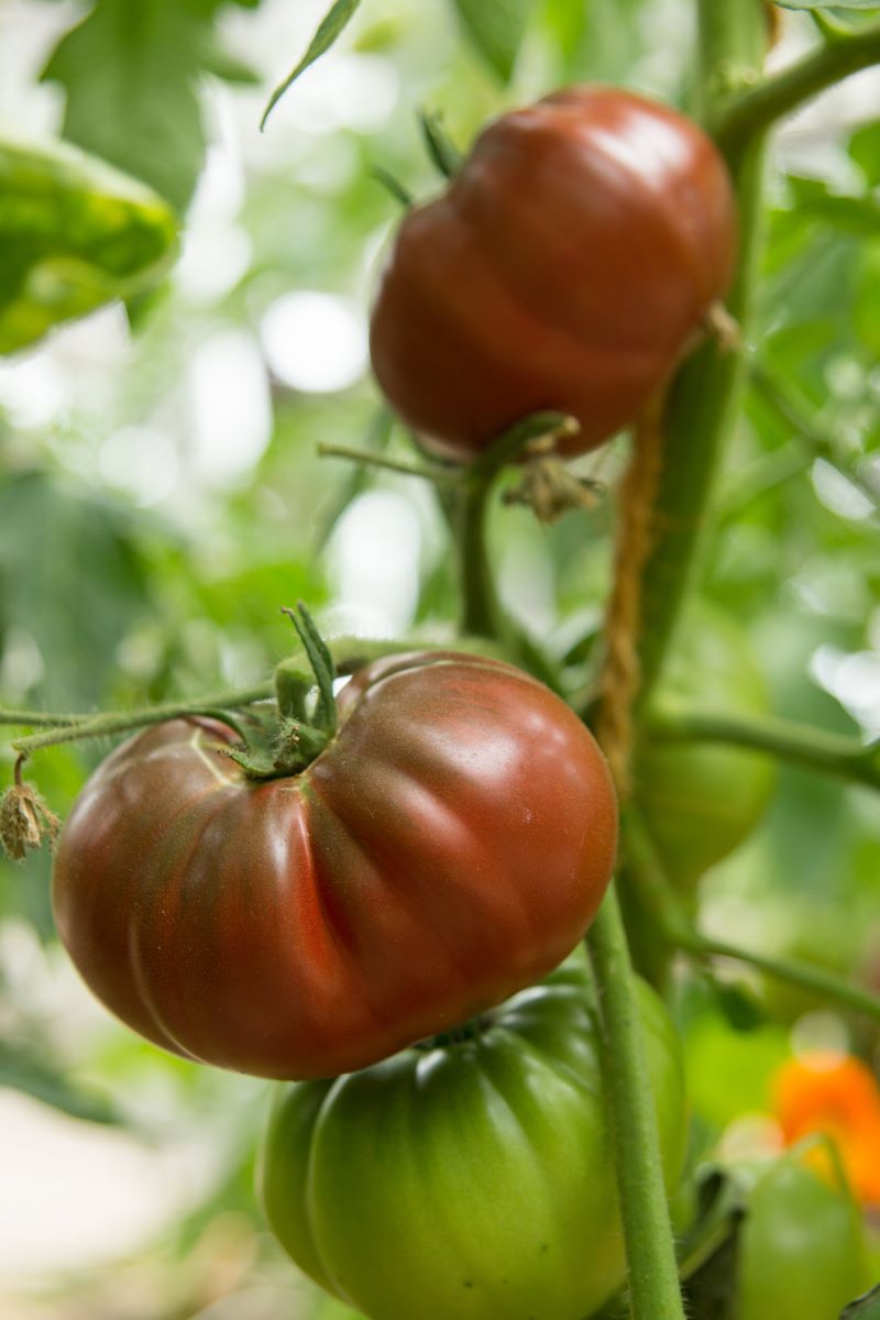 Dark Purple Beefsteak