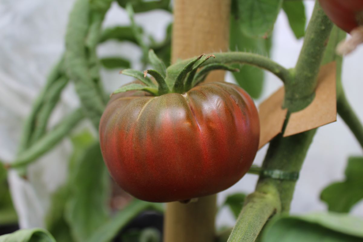 Dark Purple Beefsteak