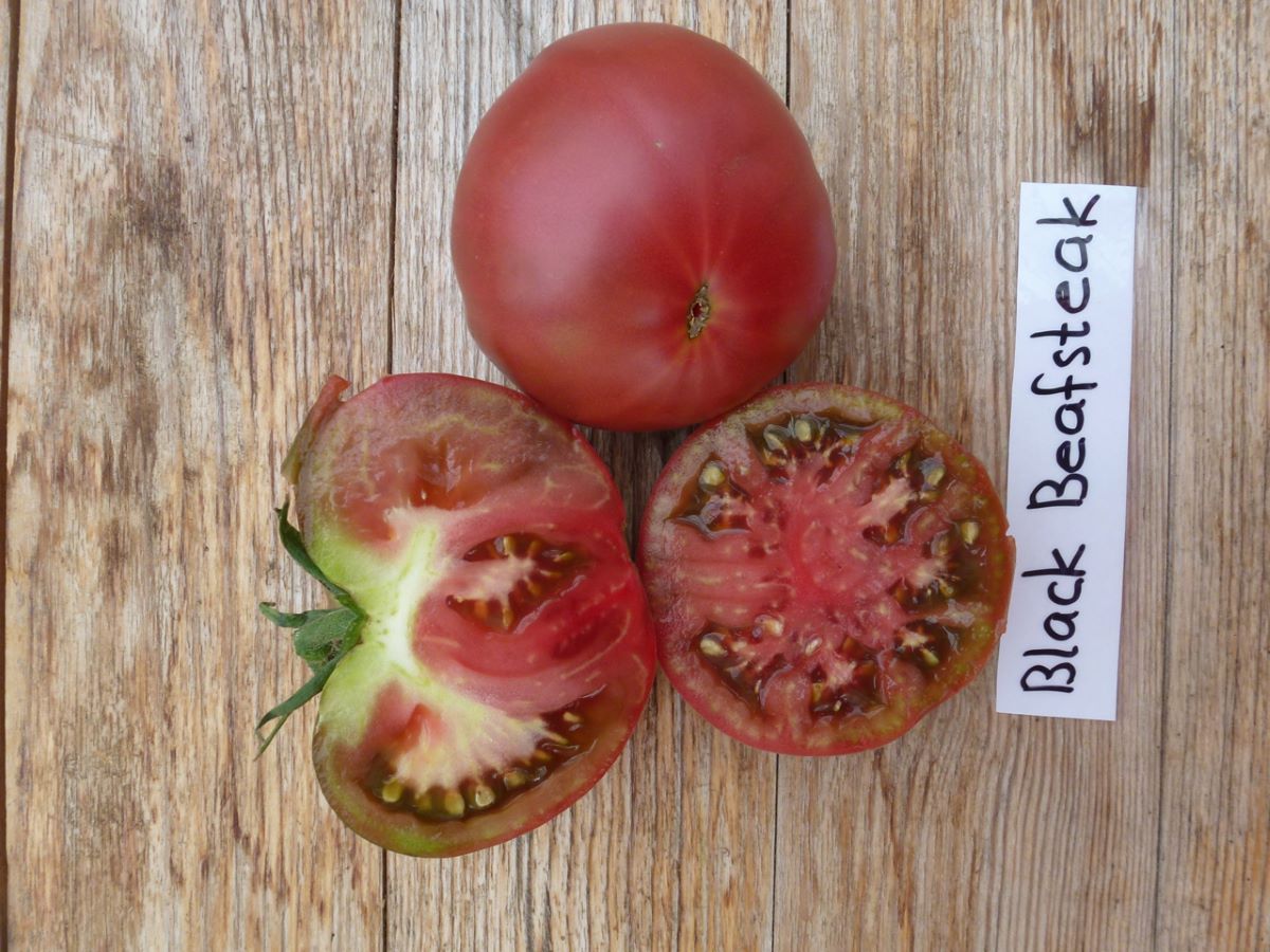 Dark Purple Beefsteak