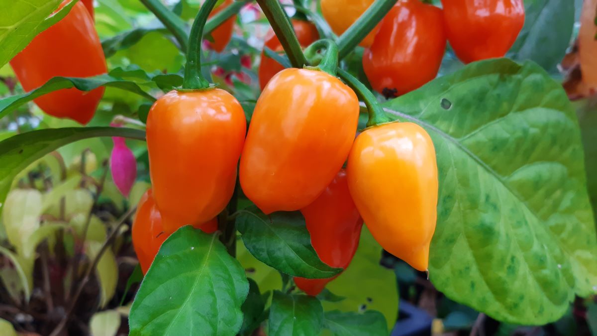 Habanero Orange
