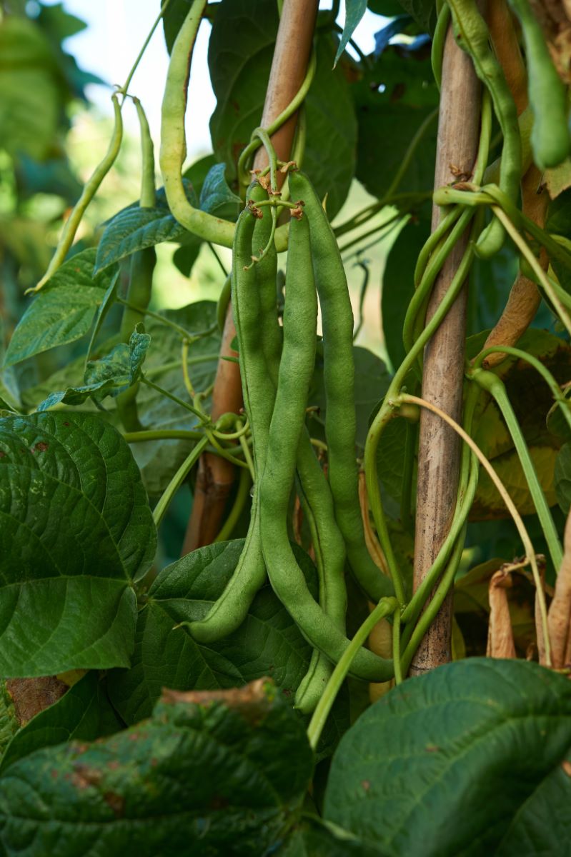 Piattone di Wädenswil