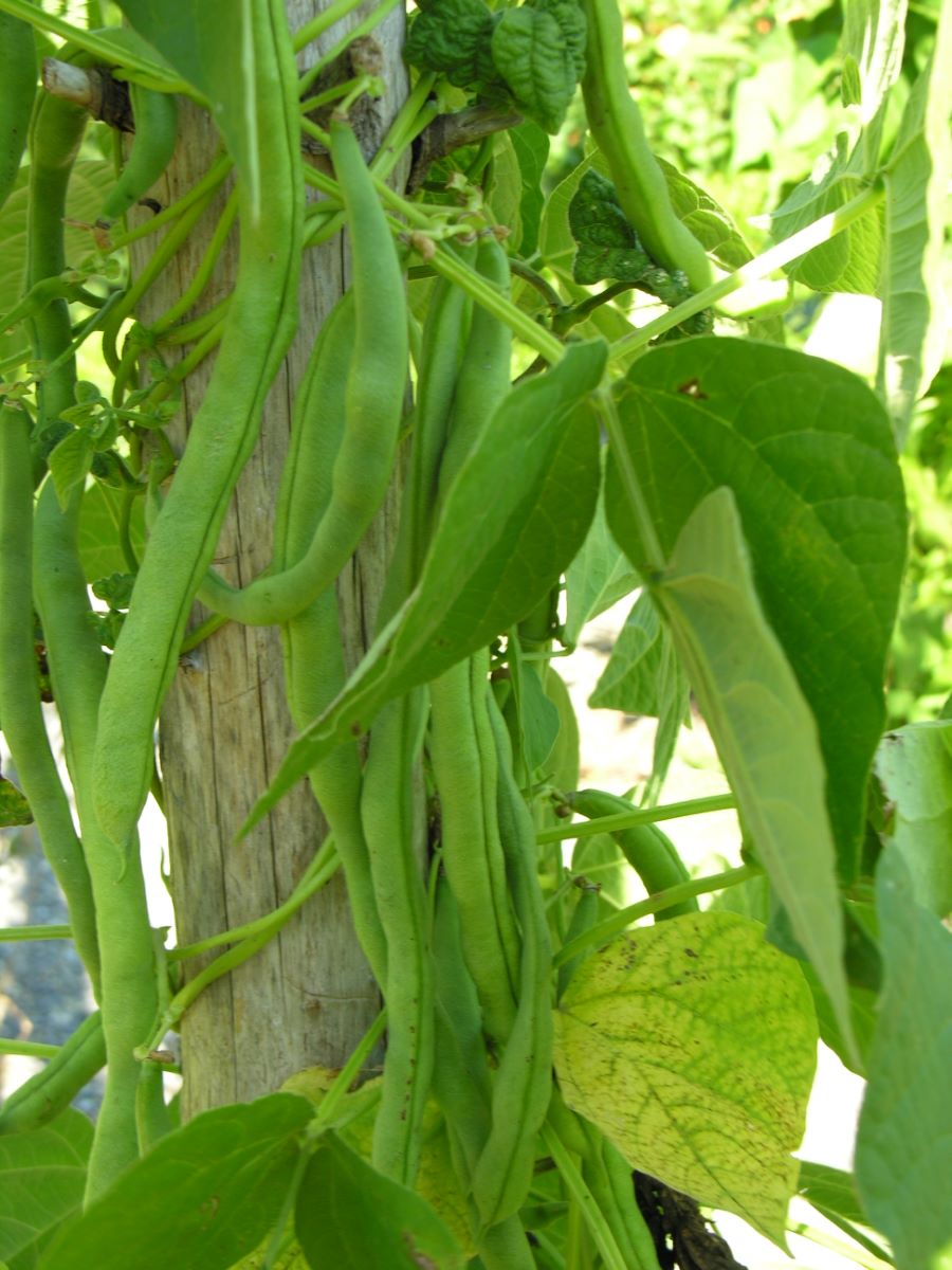 Piattone di Wädenswil