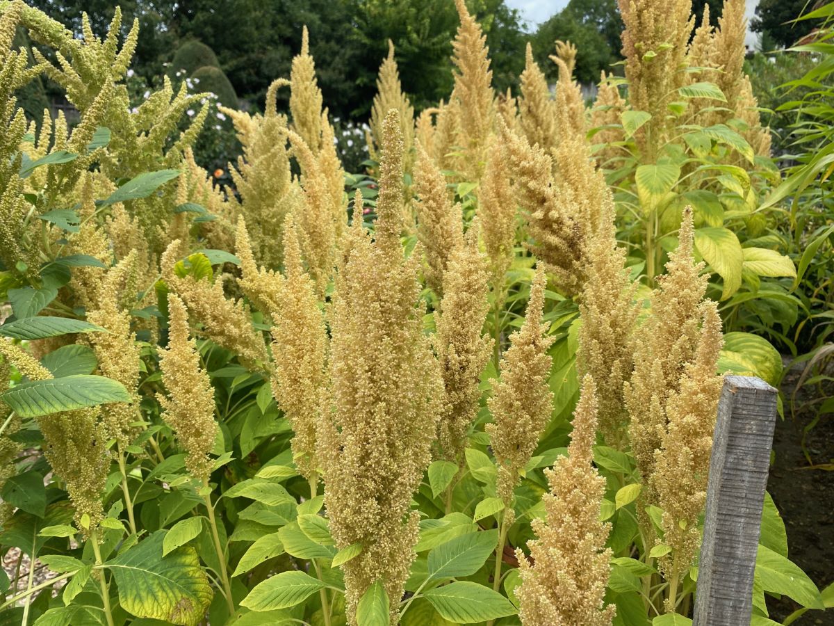 Popp-Amarant Alegria