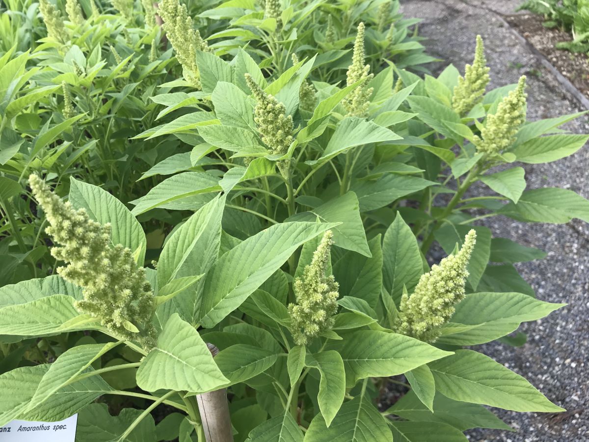 Popp-Amarant Alegria