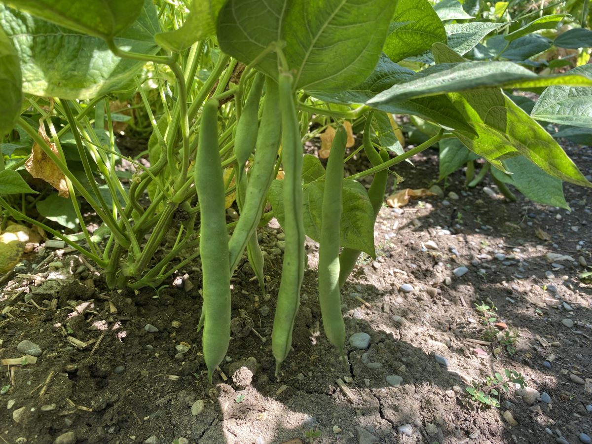 Fagiolo Ostensorio Rosso