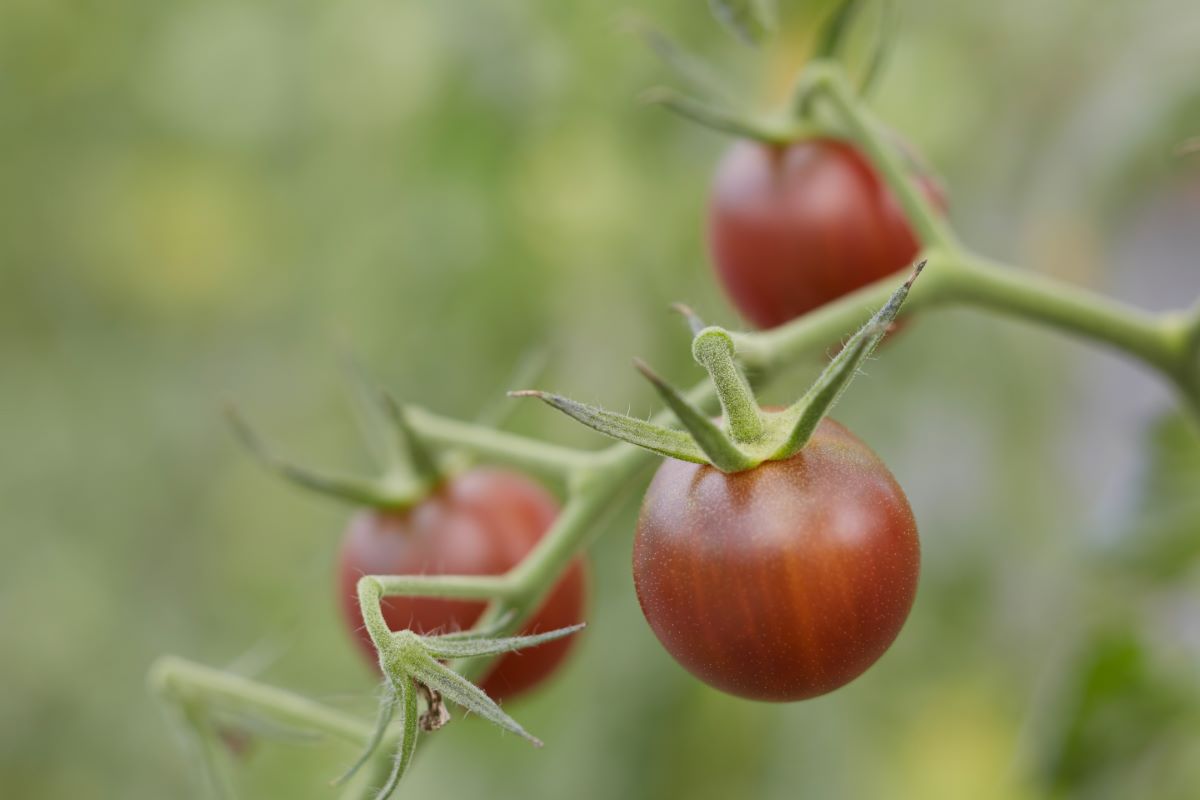 Tschornaja Wischnija