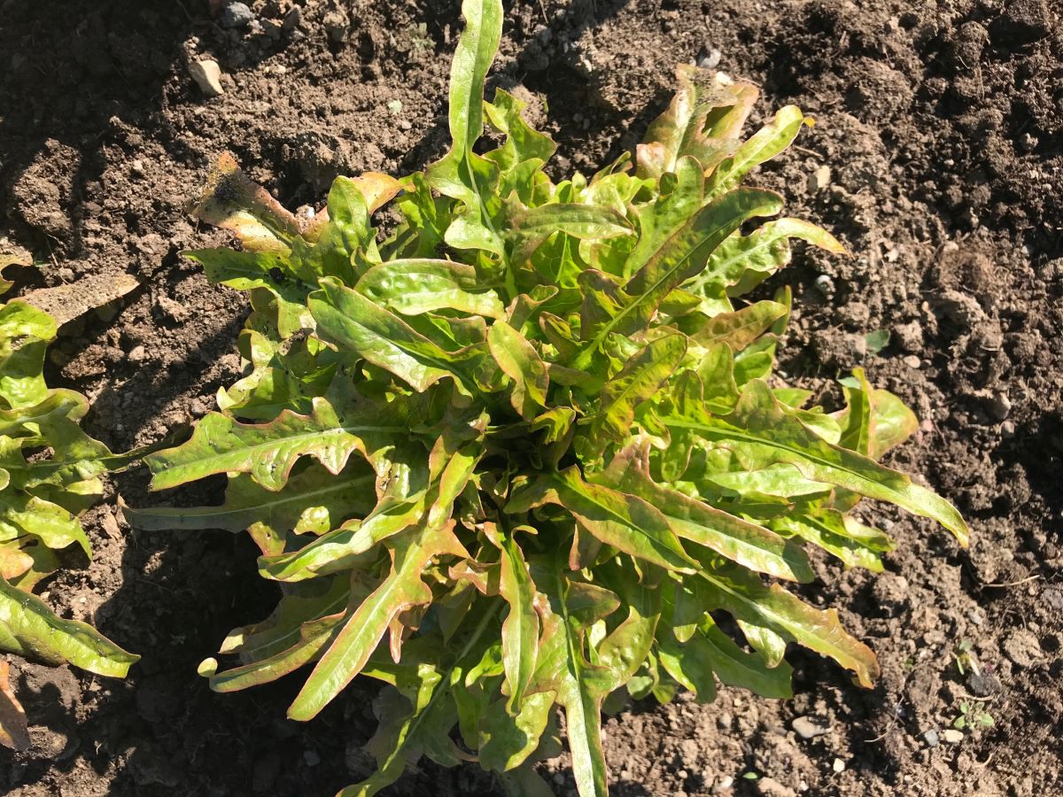 Feuille de Chêne Blonde
