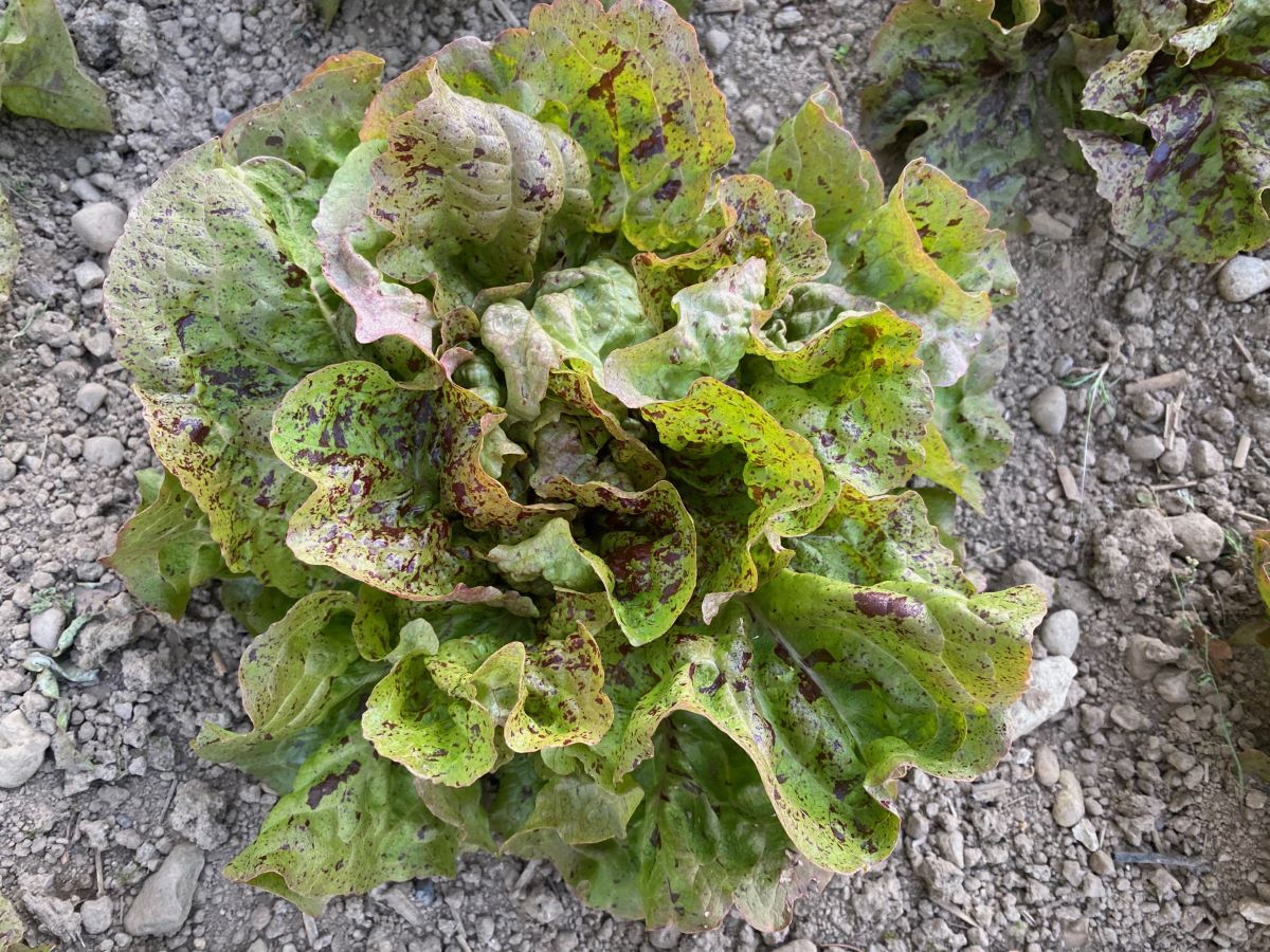 Brune d'Hiver Passion