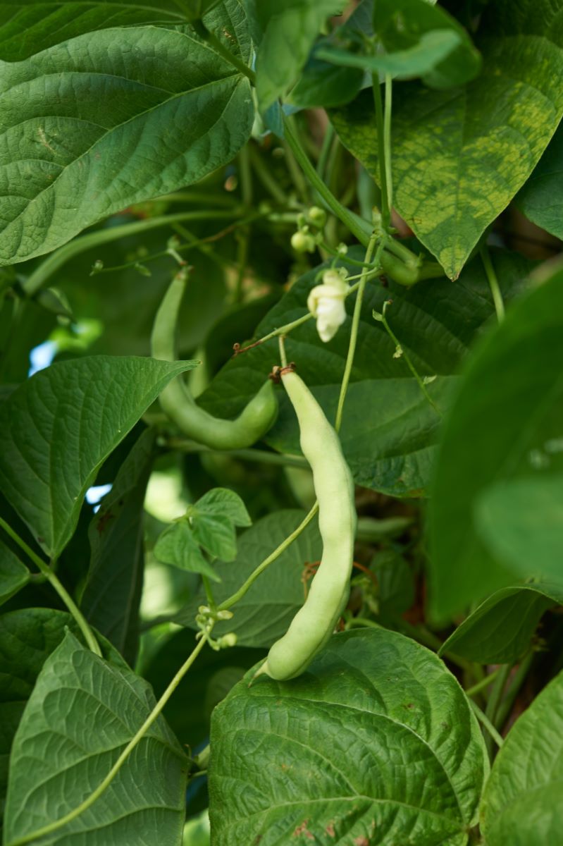 Chriesistei Dintikon