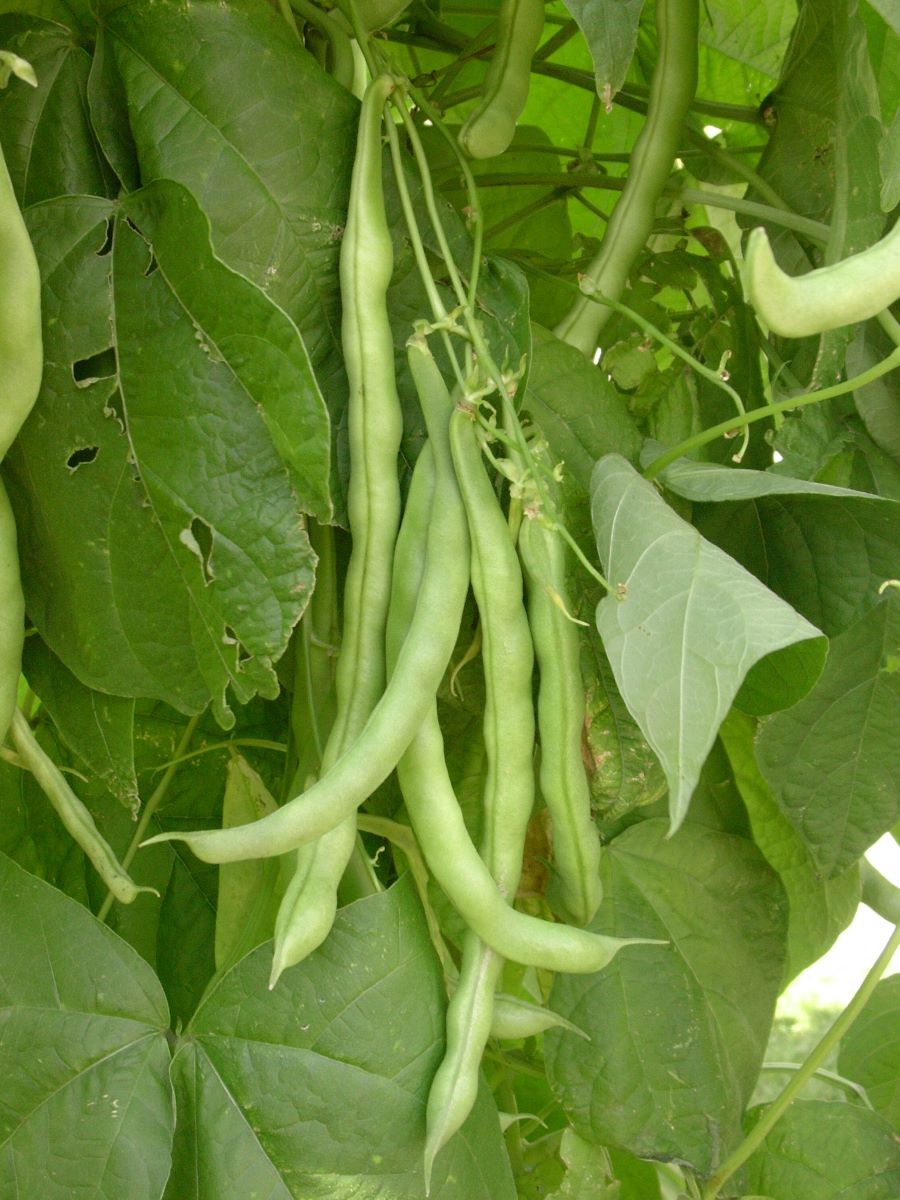 Chriesistei Dintikon