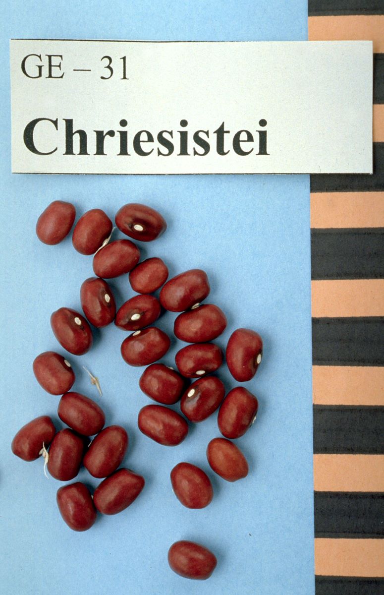 Chriesistei Dintikon